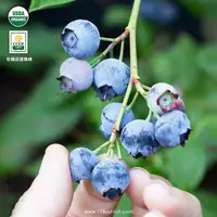在飛比找鮮拾優惠-【一起買水果】 美國農夫家新鮮有機藍莓(12盒組 / 2.0