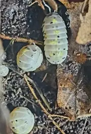 40+ Armadillidium vulgare American Magic Potion Isopods Bioactive clean up crew