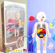 14-Piece Set Kid's Science and Education Human Body Organ Model DIY Assembly Toy