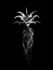 African Cargo Aloe Potrait Framed Canvas