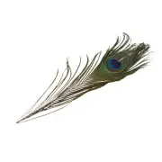 Express Your Creativity with Peacock Tail Feathers for Fly Fishing Bait Tying