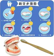 eeth Brushing Toy, Educational Brushing Teeth Model, Early Education Teeth Toy, Interactive Teeth Model, Toothbrush Teaching Set, Kids Teeth Brushing Toy, Teeth Model with Toothbrush, Brushing Teeth