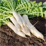 Radish - Daikon Miyashige seeds