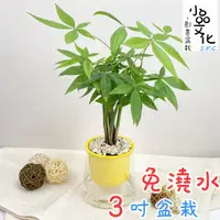 在飛比找蝦皮商城優惠-【小品文化】馬拉巴栗森林【現貨】3吋山形盆 懶人盆栽 免澆水