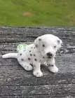 DALMATION PUP BY SCHLEICH; toy/dog/ /16348/RETIRED