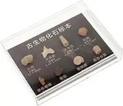 FELTECHELECTR Real Paleontological Specimens Model Decor Teaching Props for Creative and Home Decoration