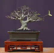 Actual plant Bonsai wrightia religiosa - water jasmine bonsai tree contest