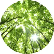 Anaglytpa Sunny Forest Wall Mural 144cm x 144cm