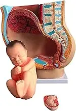 Pelvis Model with The Fetus Pregnancy 9 Months Women's Sagittal Pelvic Anatomy for Science Classroom Study Display Teaching Medical Model