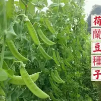 在飛比找蝦皮購物優惠-［開發票］收據 免運【大夾荷蘭豆種子】四季播種 甜豌豆蔬菜種