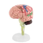1pc Disassembled Anatomical Human Brain Model Teaching Tool Toy♡