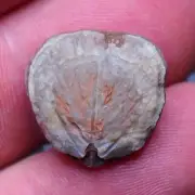 19mm Brachiopod fossil shells Gastropod Morocco Lot Devonian 5
