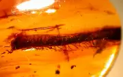 Large Millipede in Burmese Amber Fossil Gemstone from Dinosaur Age