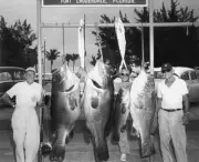 Goliath Grouper Jewfish In Fort Lauderdale 1960 Old Fishing Photo