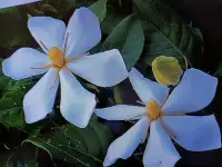 在飛比找Yahoo!奇摩拍賣優惠-特殊少見的小葉細葉斑葉梔子花造型漂亮小品盆栽好種植喜歡半日照