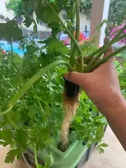 Hydroponics DWC system