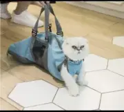 Hello Mow & Wow Pet Carrier Medium/Large Teal. Cat or Dog. New W/O Tags