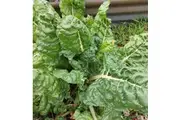 SILVERBEET 'Fordhook Giant' seeds