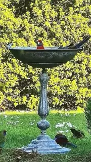 FRENCH STYLE garden BIRD BATH feeder metal GREY very deep bowl NEW 75CM HIGH