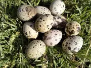 24 Fertile Japanese (Coturnix) Quail Eggs