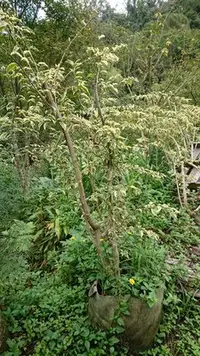 在飛比找Yahoo!奇摩拍賣優惠-錦山苗圃斑葉九重葛