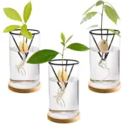 Avocado Tree Growing Kits Vase Wooden Base Seed Starter Glass Plant Pot Easy