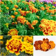 Marigold - Sparky Mixed seeds