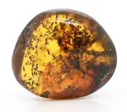Large Swarm of Brachycera (Flies), Fossil Inclusion in Burmese Amber