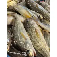 在飛比找蝦皮購物優惠-船釣春子（和野生小黃魚、黑喉同科）