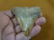 (S271-8) big 2-15/16" Fossil MEGALODON Shark Tooth Teeth JEWELRY love meg sharks