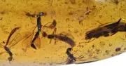 Swarm of interesting Hymenoptera (Wasps), Fossil inclusion in Burmese Amber