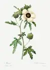 Venice Mallow - 1800's - Pierre-Joseph Redoute - Botanical Illustration Poster