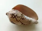 12 CM Natural Sea Shell Purpose Brown Shankh Tank Blowing Decorate Horned Conch