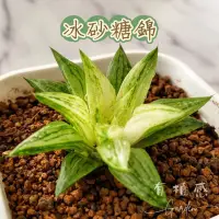 在飛比找蝦皮購物優惠-↠有植感↞ ▮冰砂糖錦▮ 冰砂糖錦多肉 多肉冰砂糖錦 多肉植