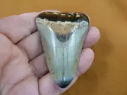 (S268-e) big 2-9/16" Fossil MEGALODON Shark Tooth Teeth JEWELRY love meg sharks
