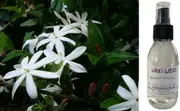 Wild Jasmine - Room Spray