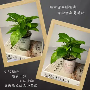 【小品文化】黃金葛【現貨】3吋杯子免澆水盆栽 懶人盆栽 觀葉植物 室內植物 廁所植物 自動吸水 創意花盆 居家辦公盆花