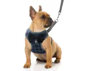 Small Dog Harness and Leash Set - No Pull Pet Harness with Soft Mesh Nylon Vest for Small Dogs and Cats - Large (15-25 lbs)