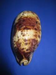 HUGE Cypraea testudinaria,134mm length(5.27 inch)-Nice color-Nature-Beautiful