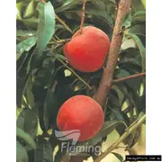 Buy Peach - Double Jewel &reg; cv. Zaiwel Fruit Tree (Prunus persica)