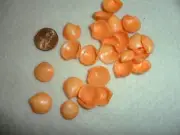 Orange Dyed Small Clam Shells - package of 1 oz