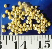 ~ Snail Shells ~Yellow~ 100 Micro ~Seashells~ Shellcraft ~ Sailor's Valentines ~