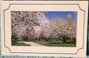 Springtime In New England 1980's Unused Vintage Postcard