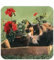 Cork Back Coaster-Cat Design-CALICO IN FLOWER BOX-Create Your Own Set!