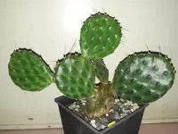 在飛比找Yahoo!奇摩拍賣優惠-【石在好玩】Opuntia decumbens 智利團扇仙人