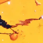 Rare Fungus Gnat laying eggs, Fossil inclusion in Burmese Amber