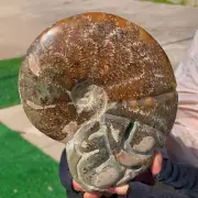 2.09LB Rare! Natural Tentacle Ammonite FossilSpecimen Shell Healing Madagascar