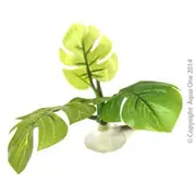 Ornament Betta Hammock Plant - 10cm / Green