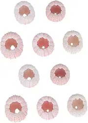 BESTYASH 10Pcs Natural Sea Shell Planter Decorative Air Plant Holder for Home Office Colors Unique Boho Decor for DIY Crafts