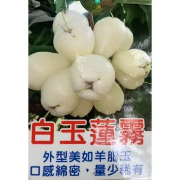 白玉蓮霧苗的比價推薦- 2026年09月|飛比價格